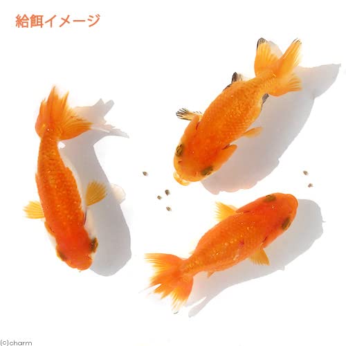 金魚餌 Amazon.co.jp: ジェックス GEX 金魚元気 プロバイオフード色揚げ