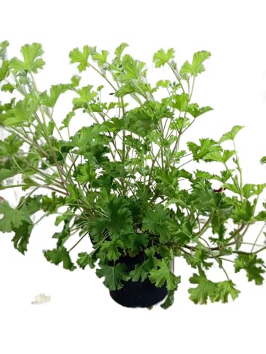 Geranio Citronela – Planta de Exterior con Aroma Cítrico y Función Repelente