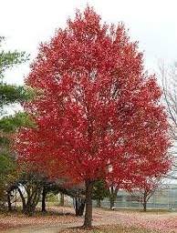 Amazon Com Pixies Gardens 3 Gallon Red Maple Tree Beautiful Red Foliage Features For Every Season Fast Growing Patio Lawn Garden