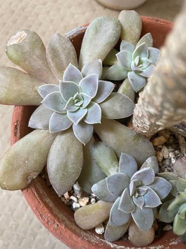 多肉植物 苗 セット 観葉植物」の人気商品一覧 | 安い商品を通販サイト