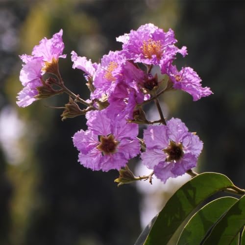 Genérico, Muda de Reseda Gigante 50 a 80cm AMK - Plantas Online