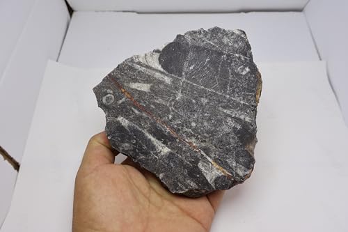 Image of Natural Orthoceras Fossil from Devonian Period Fossil from Morocco A311