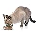 PetRageous 10070 Oval City Pets Stoneware Cat Bowl 6.25-Inch Wide and 1.5-Inch Tall Saucer with 1-Cup Capacity is Dishwasher and Microwave-Safe for Small Cats or Large Cats, Black and Brown
