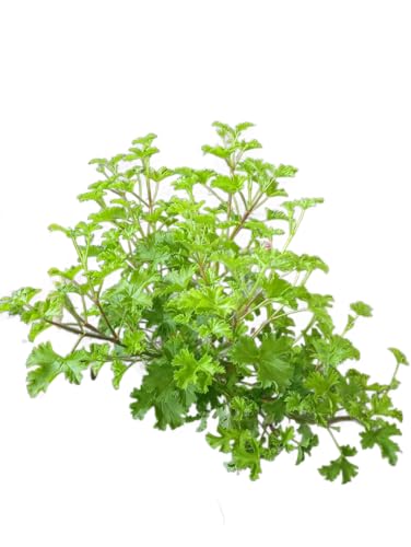Geranio de Limón Planta Natural con Hojas Perfumadas y Efecto Antimosquitos