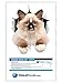 Winston & Bear 3D Cat Stickers - 2 Pack - Brown & White Ragdoll Cat Decals for Wall - Fridge - Toilet - Room - Car - Retail Packaged