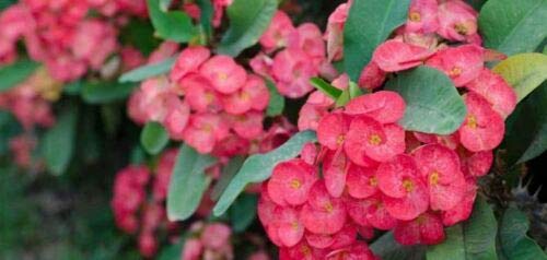 Trublu Supply One 6 Inch + Stem Cutting - Red Crown Of Thorns Christ Plant - Euphorbia Milii - Live Succulent Plant, Crownt #TOP3
