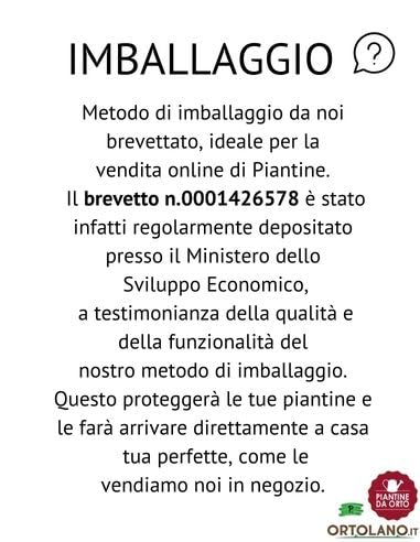 Piantine Di Zucchino Striato - Kit 4 Piantine Da Orto, Pronte Per Trapianto, Vivaio Italiano - Foto 9