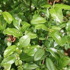 Miniatura 2 de Flowering Quince - Beautiful Shrub