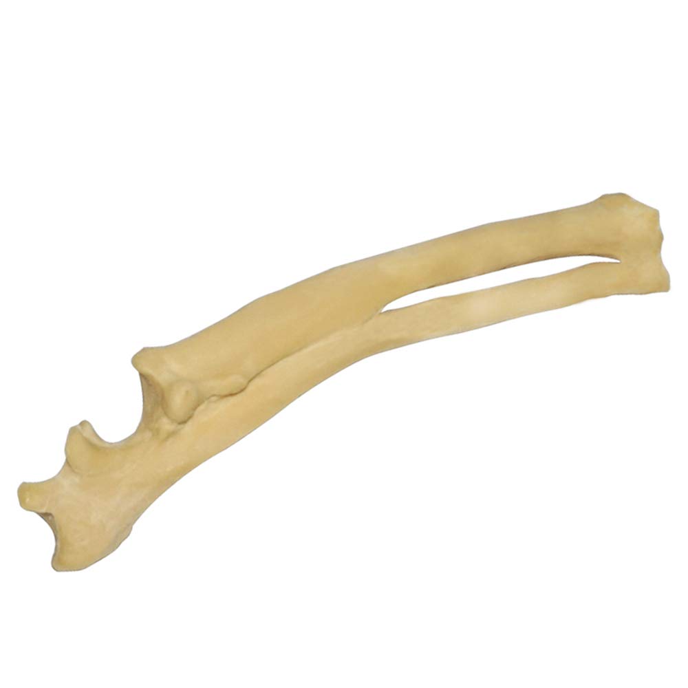 Radius Ulna Dog