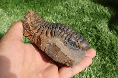 Image of Trilobite Crotalocephalina Trilobite Fossil Trilobites Rock Trilobite Fossils from Morocco Trilobite Fossil Trilobite A237