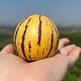 200 piezas Semillas de pera melón, Melón Pepino, regalo de semillas de árboles frutales Semillas de melón pera árboles resistentes al jardín, frutas exóticas fruto columnar, plantas