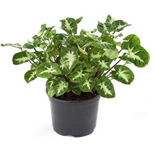 PlantaZee Syngonium Green Air Purifying Good Luck Indoor Live Plant (B0B12FKW8Z) Amazon Price History, Amazon Price Tracker
