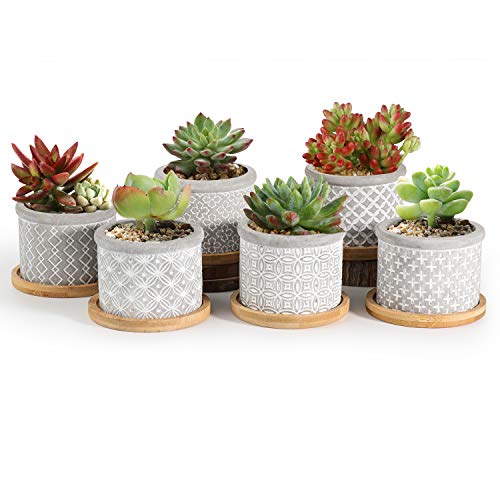 容器に植えられた多肉植物