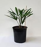 BALDUR Garten Winterharte Kübel-Palmen 1 Pflanze, Chinesische Hanfpalme Freilandpalme Gartenpalme,Trachycarpus fortunei frosthart und trockenresistent