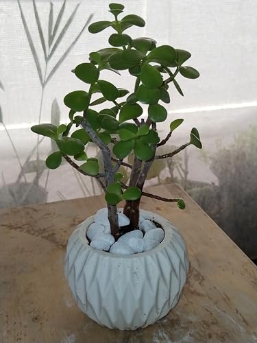 Live Jade Plant Air-Purifying Lucky Succulent | Easy-Care Indoor Houseplant for Home & Office | Feng Shui Money Plant for Good Fortune & Prosperity
