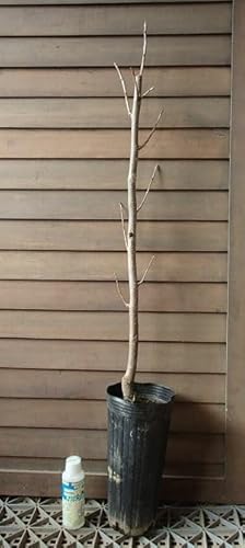 �b�B�S�ڊ` (�a�`�j �s�ʎ��c�t���c�؂ł��I�`�̎��ł͂���܂���I�I