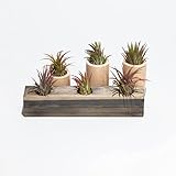 Air Plant Decor Air Plant Holder 3 Ceramic Tabletop Modern Planter, 1 Solid Red Cedar Plant Holder...