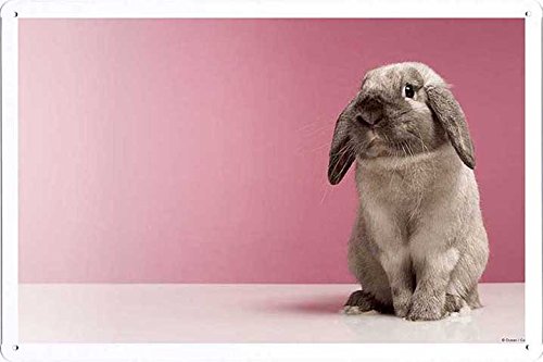 Pet Poster Very Cute Rabbit Tin Sign Plate 8x12 inches Artwork
