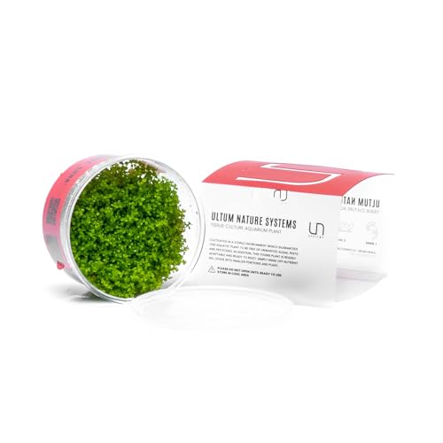 Ultum Nature Systems Dwarf Baby Tears Hemianthus...