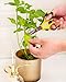 EK Tools Cutter Bee Precision Craft Scissors, Small, Yellow and Black, Package Includes 1 Ergonomic Scissor and 1 Protective Safety Cover, For Cutting, Paper, Herbs, and More