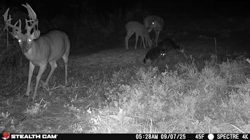 Image of Stealth Cam Spectre 4K Dual-Core Cellular Trail Camera - 40MP - 4K Video - 80Ft Detection