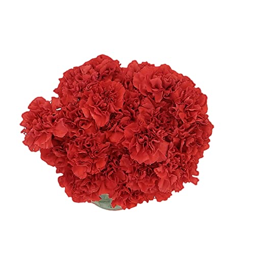 Red Carnations by Rumhora Greens | Fresh Cut Flowers | Two Bunches 25 Stems Each