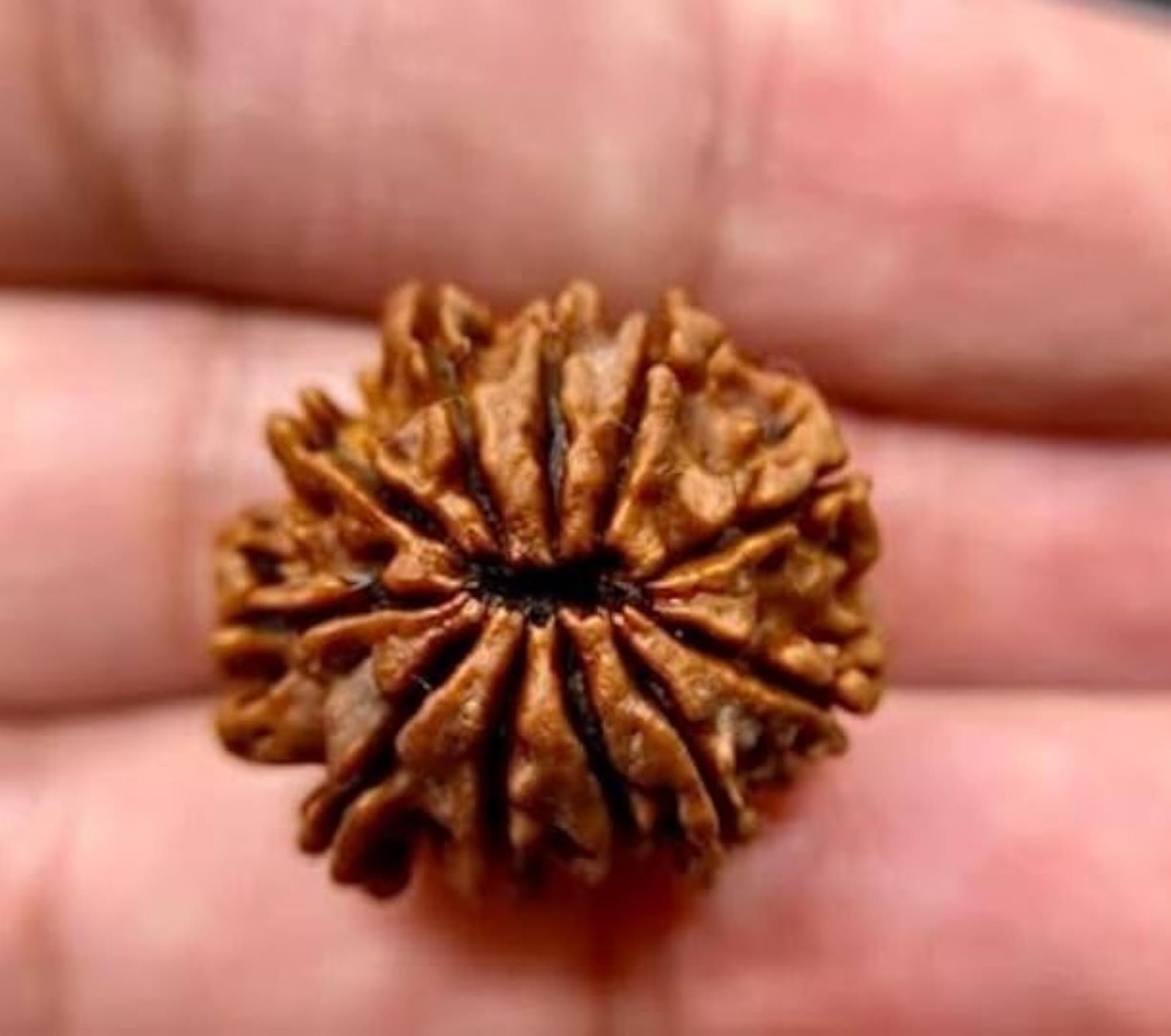 11 Mukhi Rudraksha Certified Nepal Original Beads