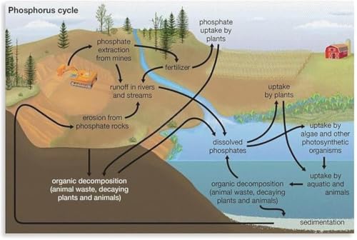 Biogeochemical Nutrient Cycle Poster Study Reference Guide | Graphic shows movement trends with ecosystem info(Magnetic,08x12inc