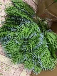 Air purifying plants indoor Natural Live A Big Size "Areca Palm" Tree (Pack of 1 With pot) || For Home Garden Tree Outdoor indoor plant - Image 5 thumbnail