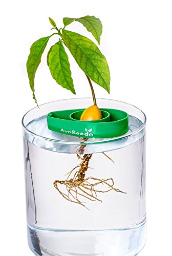 Avoseedo Avocado Tree Growing Kit, Practical Gifts For Women, Mom, Sister & Best Friend, Plant Indoors With Novelty Pit Grower Boat & Kitchen Garden Seed Starter (3Pack Green) #TOP2