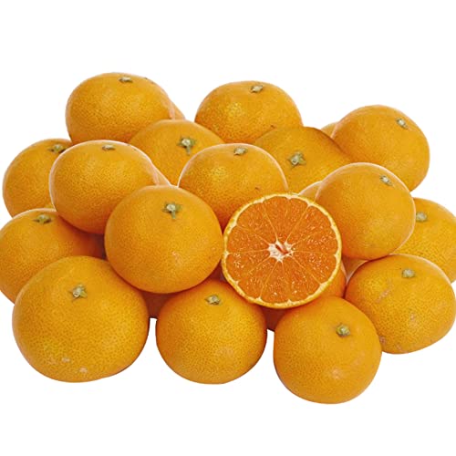 ݂ 5kg Q ݂ B݂ ~J   Â  QY (ʏi)