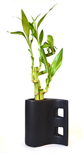 9GreenBox - Lucky Bamboo - Tear Drop Ceramic Vase