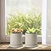 MoonLa 4-Inch Gray Unglazed Cement Succulent Planter Pots Concrete Cactus Planter Mini Plant Pot Flower Pots with Drainage Hole and Removable Saucer, Set of 2