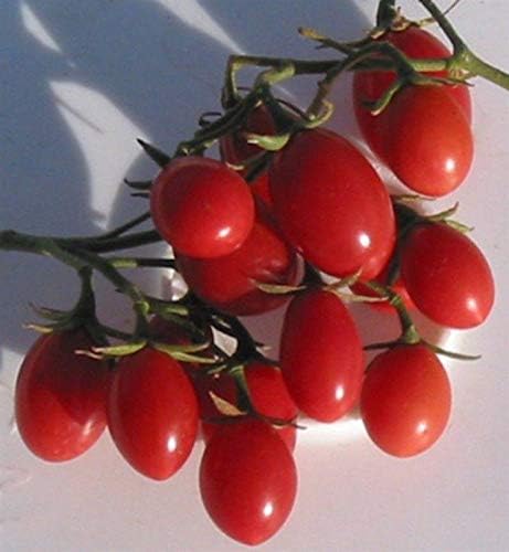 Miniatura 2 de Rosalita Semillas de Tomate - altos rendimientos de  a  oz de tomates uva rosa rosado.!!!(25 - Semillas)