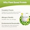 Proteína pura de guisante en polvo, 80% de contenido proteico, aislado de proteína de guisante vegano sin sabor, no transgénico, libre de gluten, lácteos, proteína vegetal de Norteamérica (1.8 lb, 40 porciones) 1.8 Libra (Paquete de 1) 8