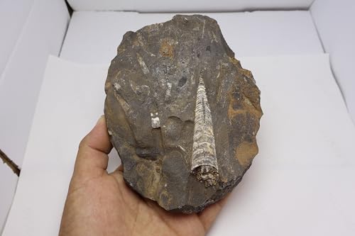 Image of Natural Orthoceras Fossil from Devonian Period Fossil from Morocco A306