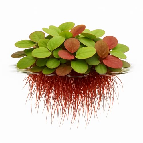 10 Plus Red Root Floater Plants Phyllanthus fluitans Floating Pond Plant Live Aquarium Floating Plants Create Shade and Hiding for Your Fish and Other inhabitants - Thumbnail 5