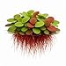 10 Plus Red Root Floater Plants Phyllanthus fluitans Floating Pond Plant Live Aquarium Floating Plants Create Shade and Hiding for Your Fish and Other inhabitants