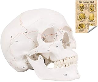 RONTEN Human Skull Model with Newest Laser-Etched Fonts, Life Size Adult Human Anatomy Head Skeleton Model with Removable Skull Cap and Articulated Mandible, Labelled Diagram Poster Includes