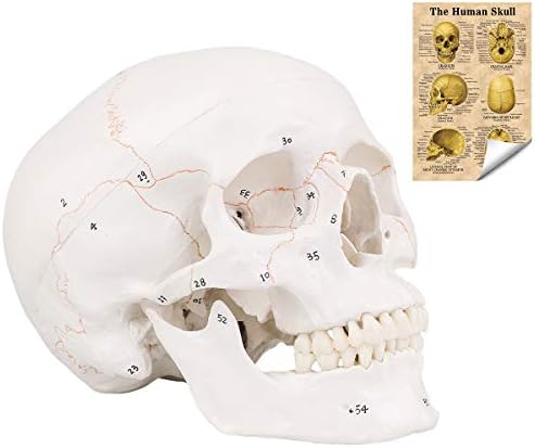 RONTEN Human Skull Model with Newest Laser-Etched Fonts, Life Size Adult Human Anatomy Head Skeleton Model with Removable Skull Cap and Articulated Mandible, Labelled Diagram Poster Includes