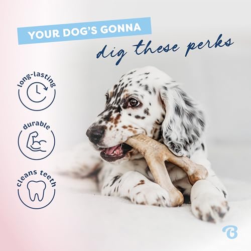 Image of Benebone Puppy 2-Pack Rubber Bone /Wishbone Bacon Tiny