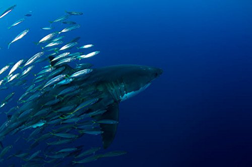 Female great white shark with a school of bait fish Poster Print by Todd WinnerStocktrek Images (34 x 22)