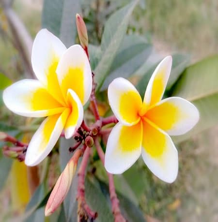 100 graines de fleurs de Champa jaunes et blanches