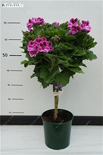 Graines d'arbre de géranium Graines de fleurs vivaces de géranium Pelargonium Peltatum Fleurs Graines d'arbres de bonsaï grimpants en pot Paquet de 100 graines