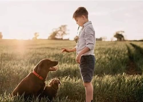 NAKOSITE LED Leuchthalsband Hund + Hundepfeife + Clicker Hund – Verstellbare Größe, 3 Lichtmodi, Hohe Sichtbarkeit bis 500m, Nachtsicherheit für kleine bis große Hunde (Grün)