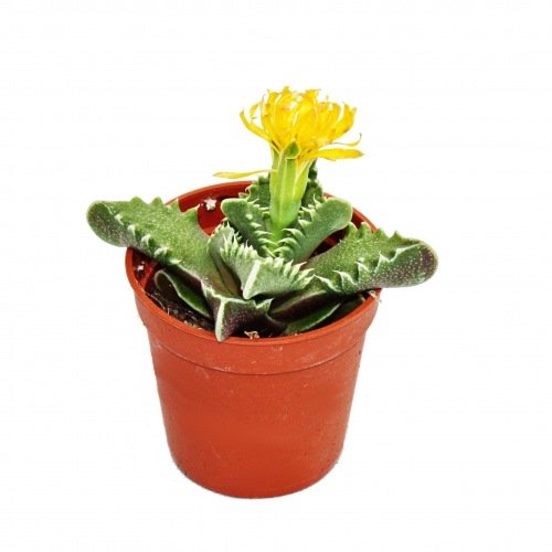 Faucaria tigrina - Tiger's Jaw - 5,5cm pot