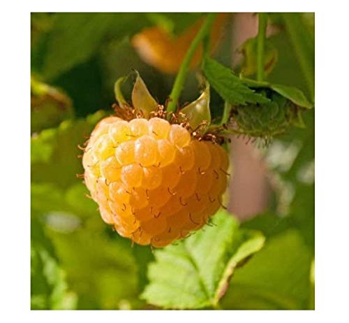 3 Anne Golden EverBearing Raspberry Plants - Large 2 Year Old Plant - Large Sweet