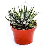 Live Haworthia Succulent Plant – Fully Rooted Large 4-Inch Haworthia Succulent (Haworthia Super White Zebra Plant)