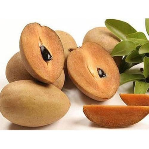 Image of PACK OF 1 LONG THAI CHIKU FRUIT PLANT OUTDOOR GARDEN LIVE ORGANIC GRAFTING HYBRID TREE