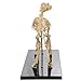 Anatomy Lab Canine Skeleton Anatomy Model - Small Dog Veterniary Skeleton Model Fixed Articulation on Base